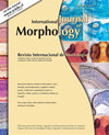 INTERNATIONAL JOURNAL OF MORPHOLOGY